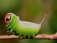 0012 ( Raupe Grosser Gabelschwanz)